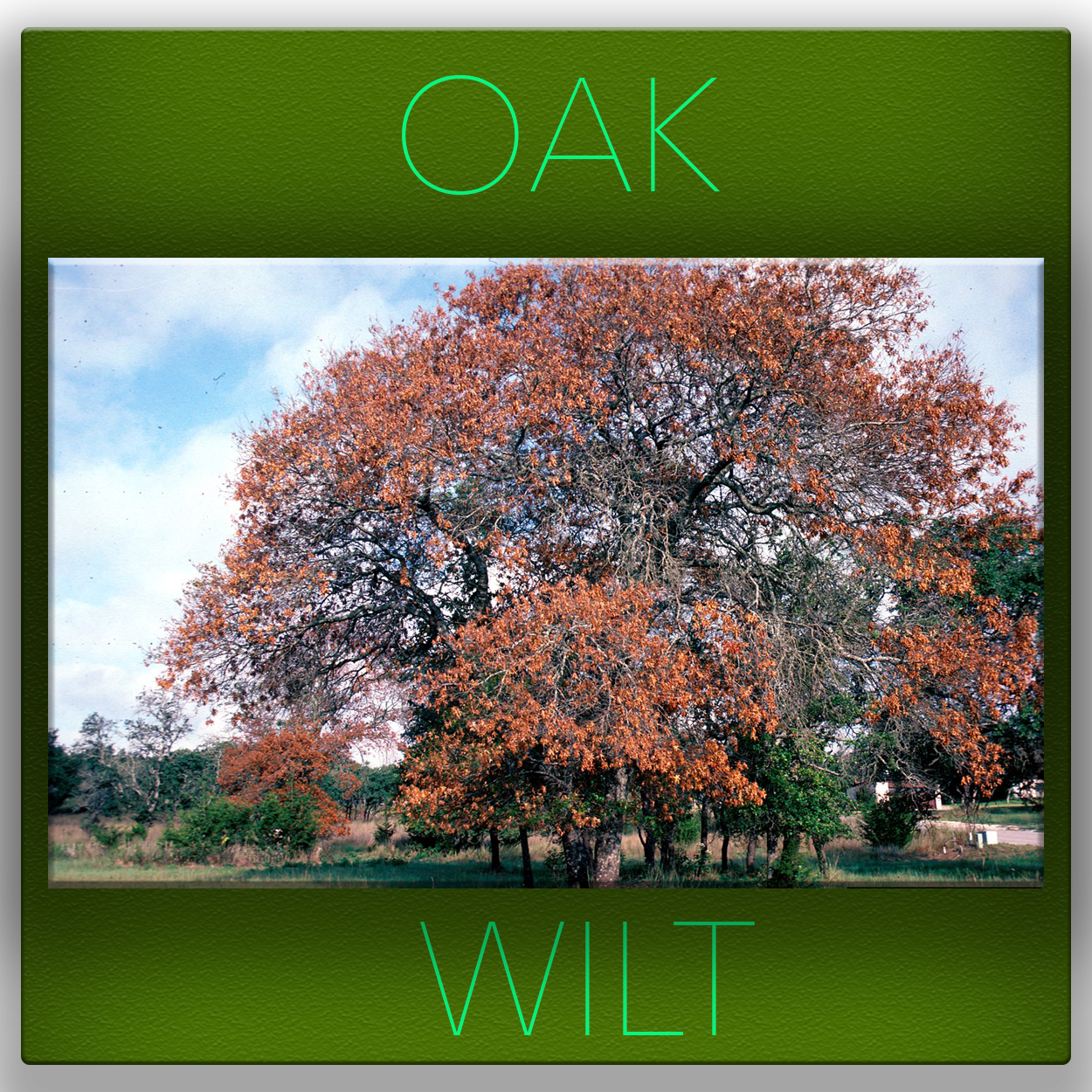 Tree disease Fort Worth Tree doctor specialist