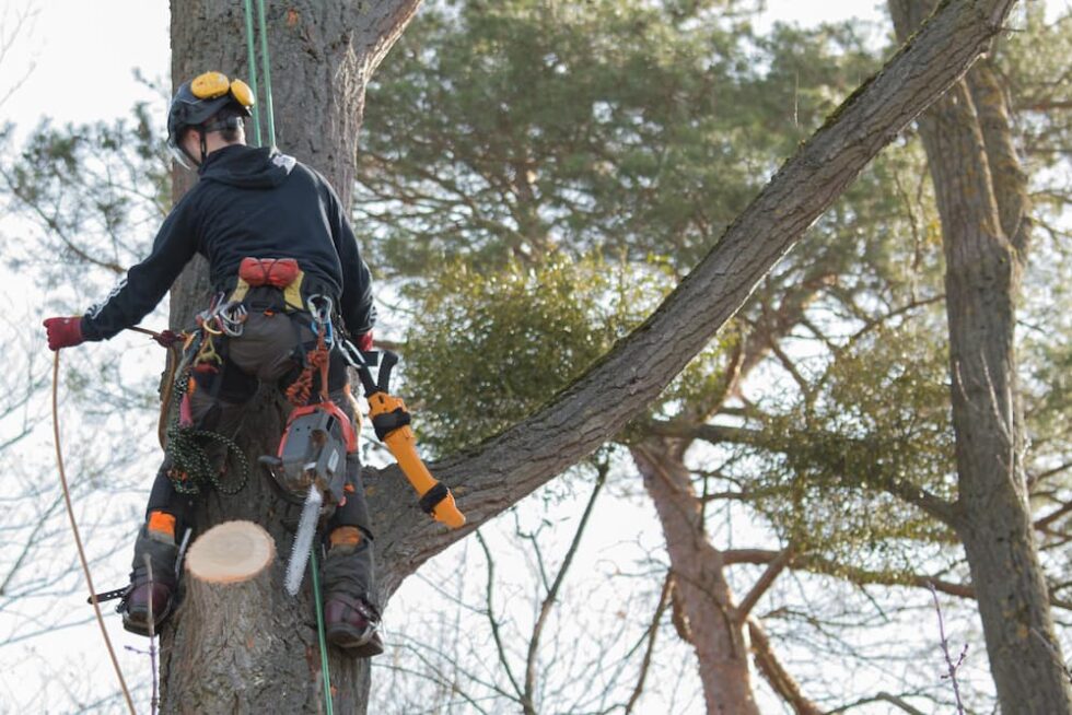 Professional Tree Service Near Me - Arborist USA