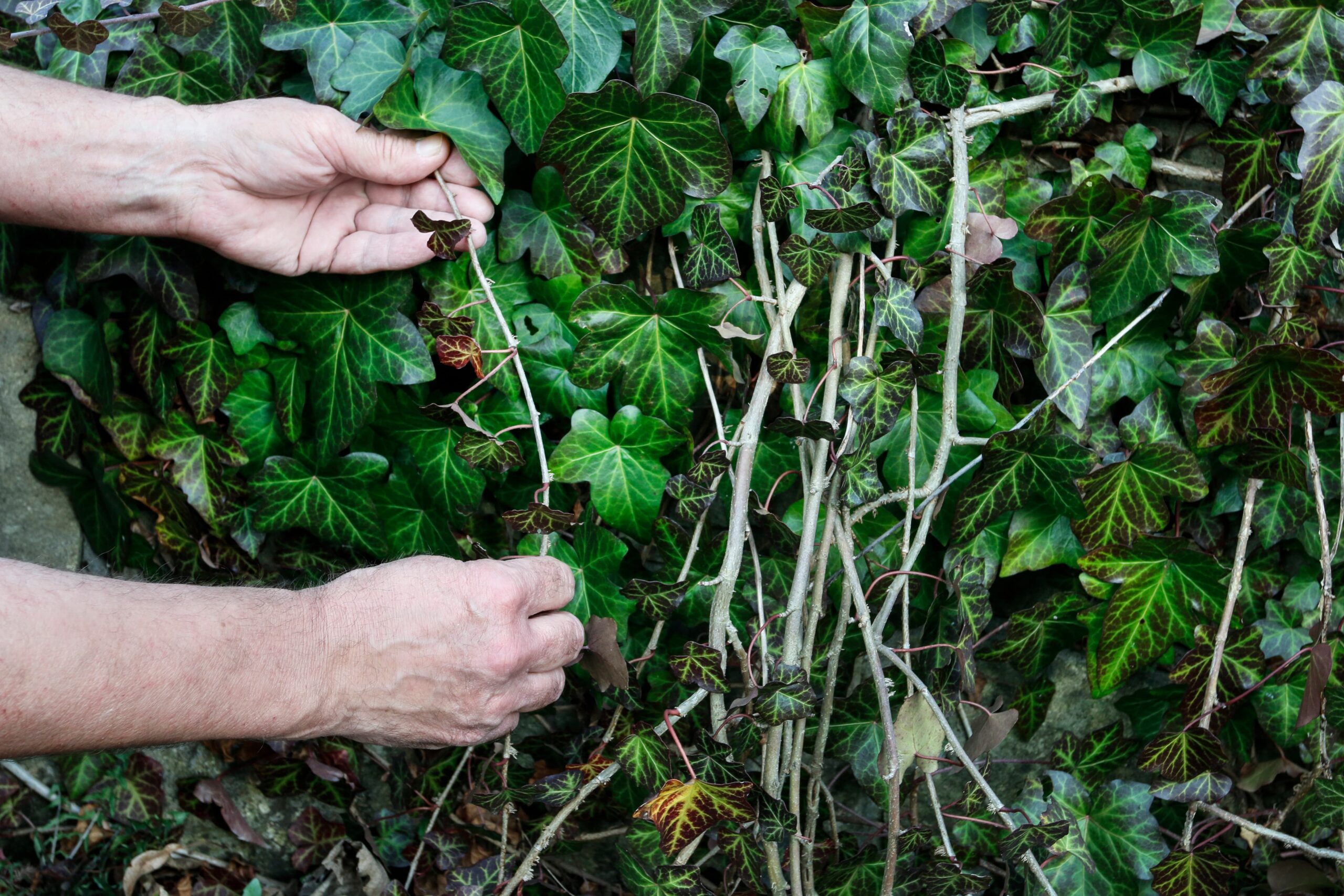 The Dangers of Removing English Ivy by Yourself